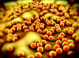 Как супербактерия спасается от антибиотиков?